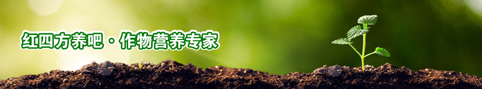 桃色视频下载软件